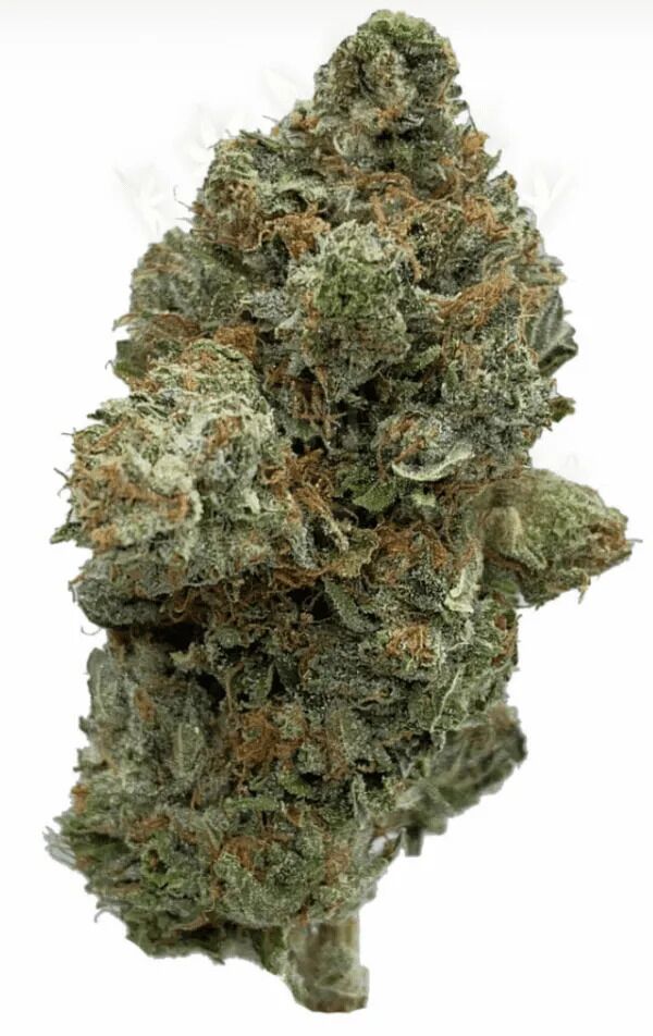 buy lindsay og hybrid canada