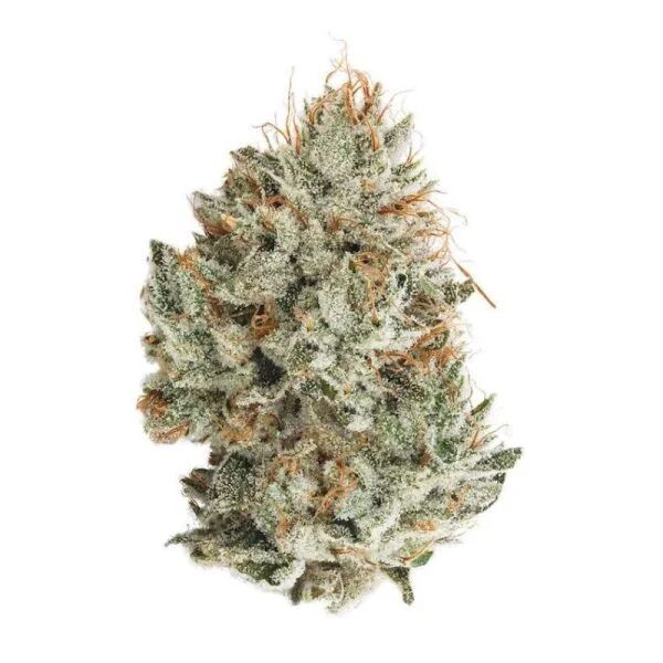 Buy Crazy Glue Hybrid Strain